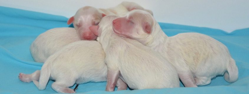 Nutrição dos cãezinhos recém-nascidos